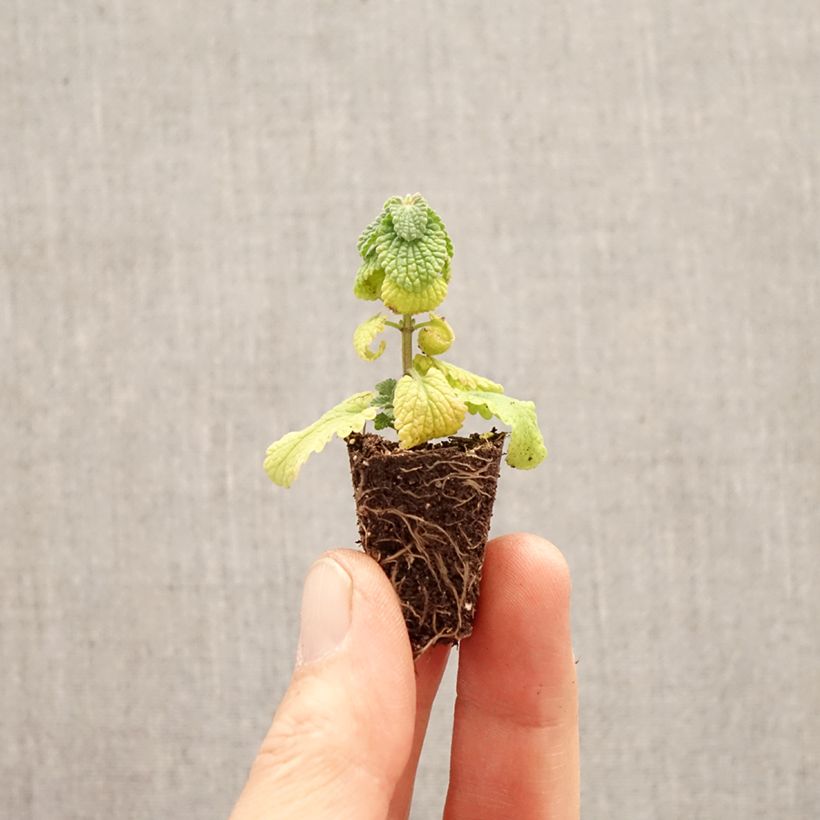 Exemplar von Katzenminze Cat's Pajamas - Nepeta faassenii Mini-Plug Ø 3/4 cm wie im Frühjahr geliefert