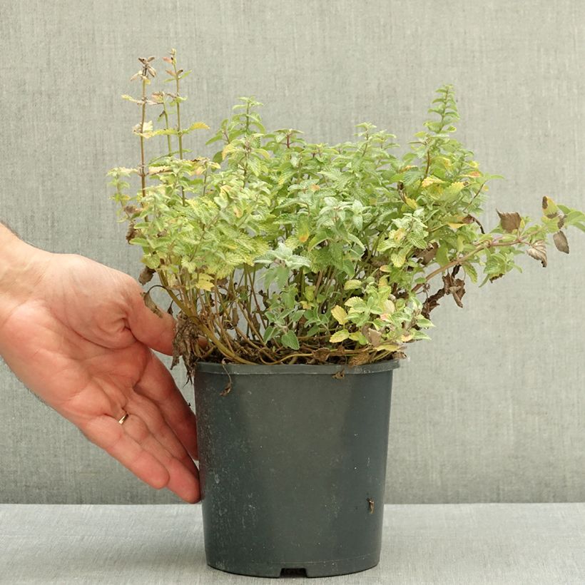 Exemplar von Katzenminze - Nepeta faassenii Topf mit 2L/3L wie im Herbst geliefert