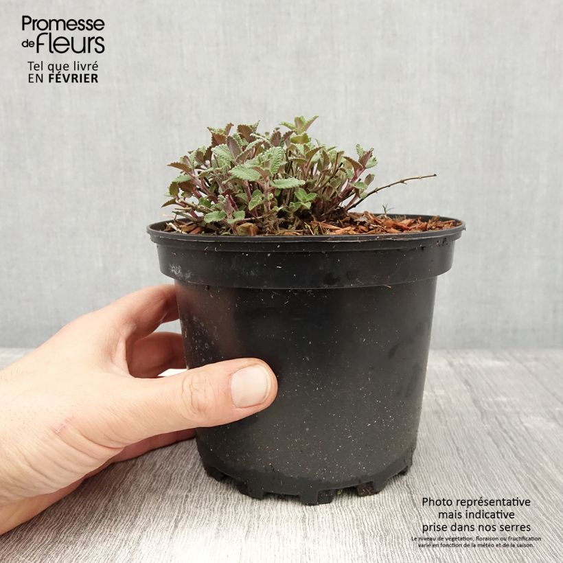 Example of Katzenminze - Nepeta faassenii Topf mit 2L/3L as you get in hiver