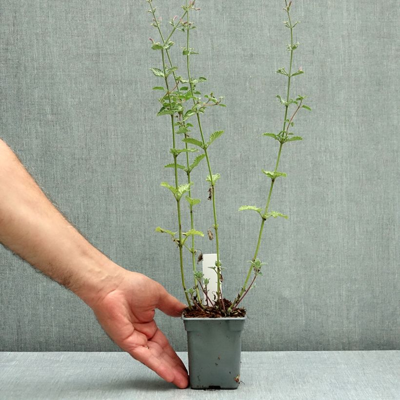 Exemplar von Katzenminze Six Hill s Giant - Nepeta faassenii Kleine Töpfe von 8/9 cm wie im Herbst geliefert
