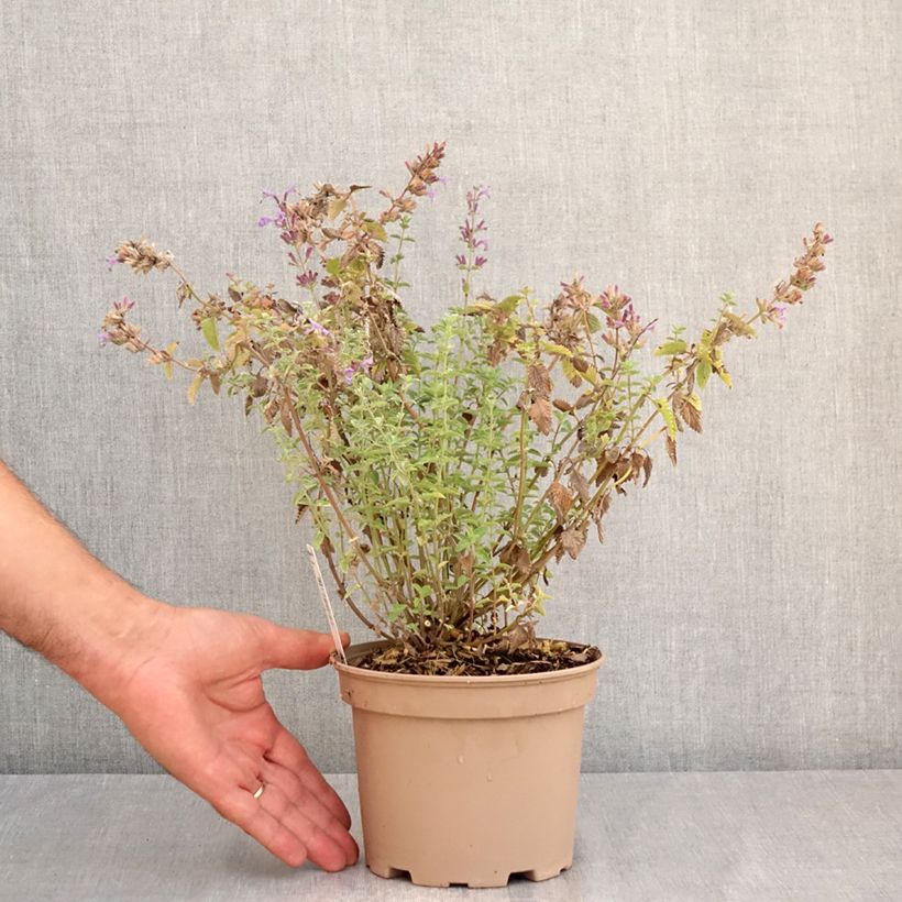 Exemplar von Katzenminze Walker's Low - Nepeta faassenii Topf mit 2L/3L wie im Sommer geliefert