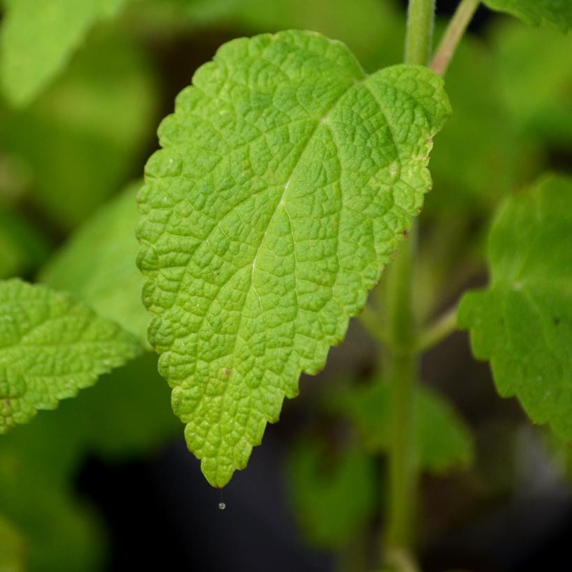 Himalaya-Katzenminze - Nepeta govaniana (Foliage)