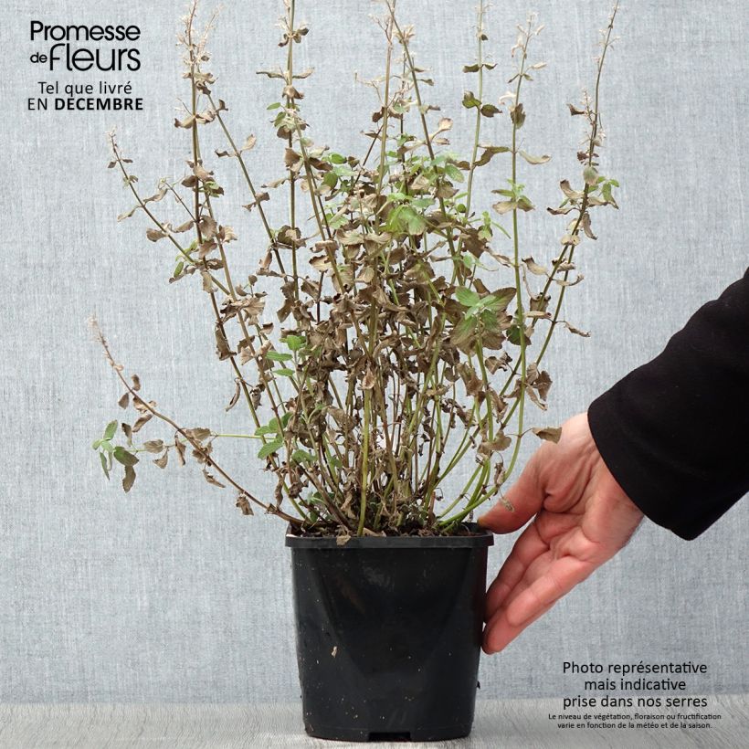 Example of Großblütige Katzenminze Summer Magic - Nepeta grandiflora Topf mit 2L/3L as you get in automne