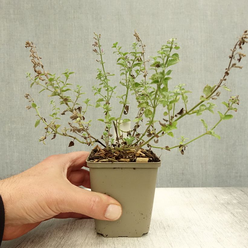 Example of Katzenminze Kit Cat - Nepeta faassenii Kleine Töpfe von 8/9 cm as you get in automne