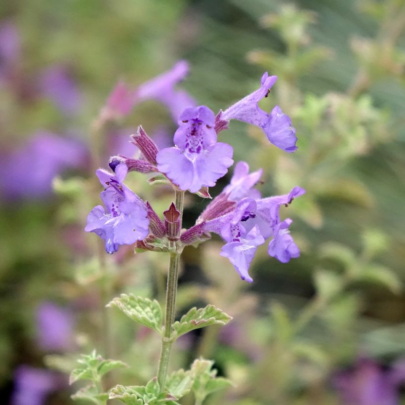 Katzenminze Kit Cat - Nepeta faassenii (Flowering)