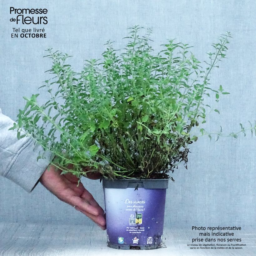 Example of Trauben-Katzenminze - Nepeta mussini Topf mit 2L/3L as you get in automne