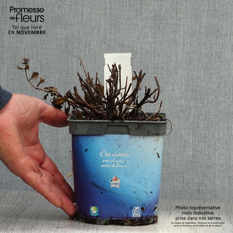 Example of Geaderte Katzenminze - Nepeta nervosa Topf mit 2L/3L as you get in automne