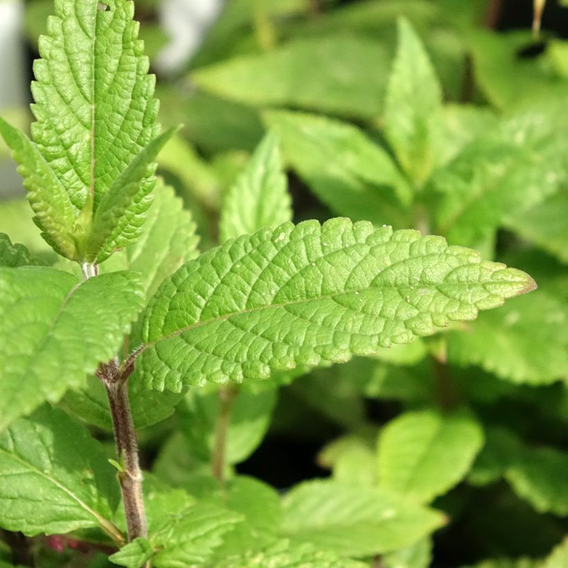 Geaderte Katzenminze Neptune - Nepeta nervosa (Foliage)
