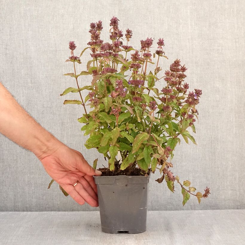 Example of Geaderte Katzenminze Neptune - Nepeta nervosa Topf mit 1,5L/2L as you get in ete