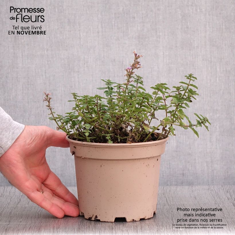 Example of Katzenminze Purrsian Blue - Nepeta faassenii Topf mit 2L/3L as you get in automne