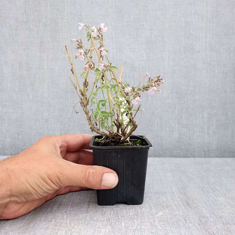 Example of Nepeta racemosa Amelia - Traubige Katzenminze Kleine Töpfe von 8/9 cm as you get in ete