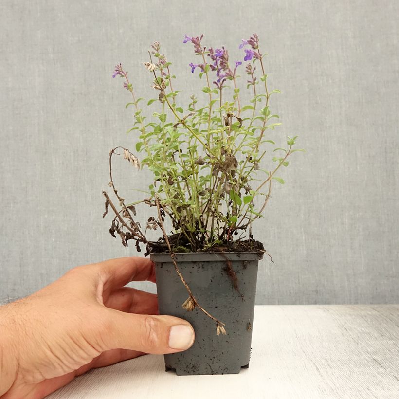 Exemplar von Traubige Katzenminze Grog - Nepeta racemosa Kleine Töpfe von 8/9 cm wie im Sommer geliefert