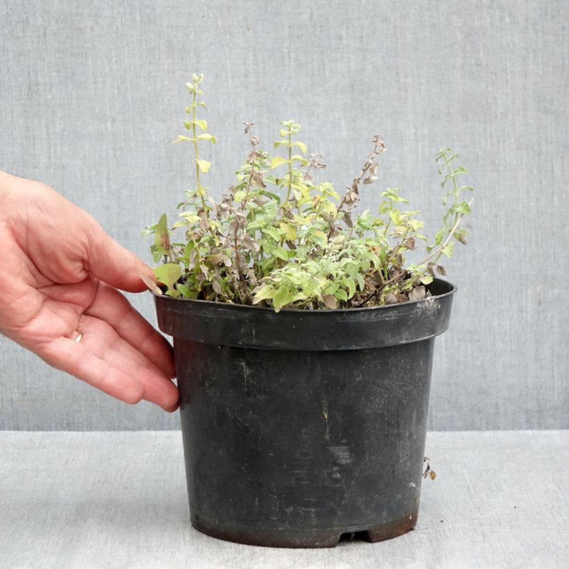 Exemplar von Traubige Katzenminze Snowflake - Nepeta racemosa Topf mit 2L/3L wie im Herbst geliefert