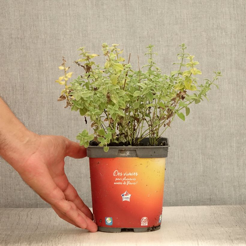 Example of Traubige Katzenminze Snowflake - Nepeta racemosa Topf mit 2L/3L as you get in ete