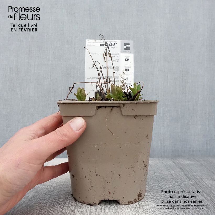 Example of Sitzende Katzenminze Blue Panther - Nepeta subsessilis Topf mit 2L/3L as you get in hiver