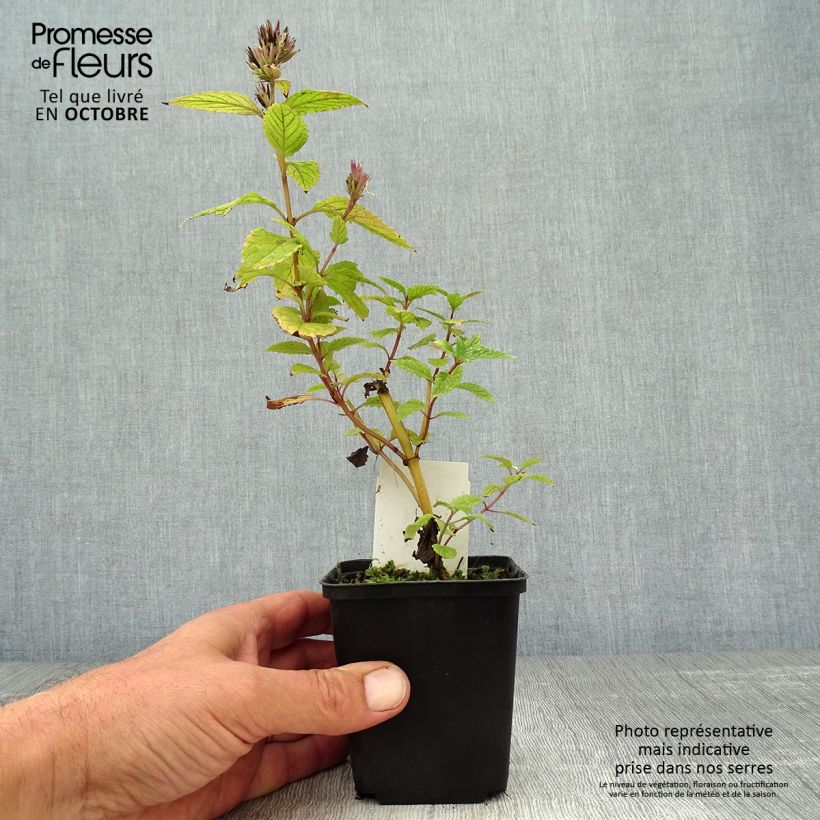 Example of Sitzende Katzenminze Sweet Dreams - Nepeta subsessilis Kleine Töpfe von 8/9 cm as you get in automne