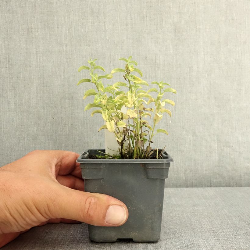Exemplar von Katzenminze Alba - Nepeta x faassenii Alba Kleine Töpfe von 8/9 cm wie im Sommer geliefert