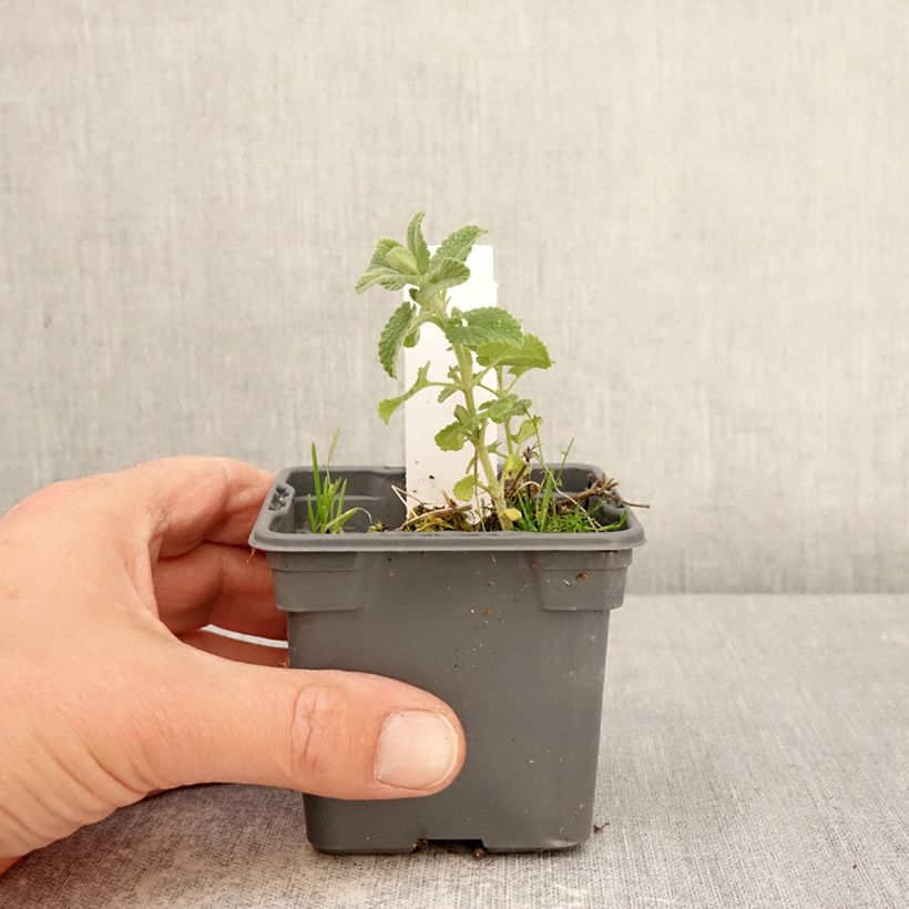 Exemplar von Nepeta x faassenii Alba - Népéta hybride Kleine Töpfe von 8/9 cm wie im Frühjahr geliefert