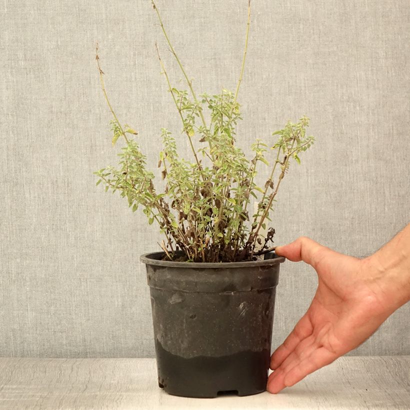 Example of Katzenminze Dropmore - Nepeta faassenii Topf mit 2L/3L as you get in ete