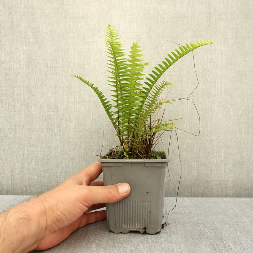 Exemplar von Nephrolepis cordifolia Artic Jungle - Schlanker Schwertfarn Kleine Töpfe von 8/9 cm wie im Herbst geliefert