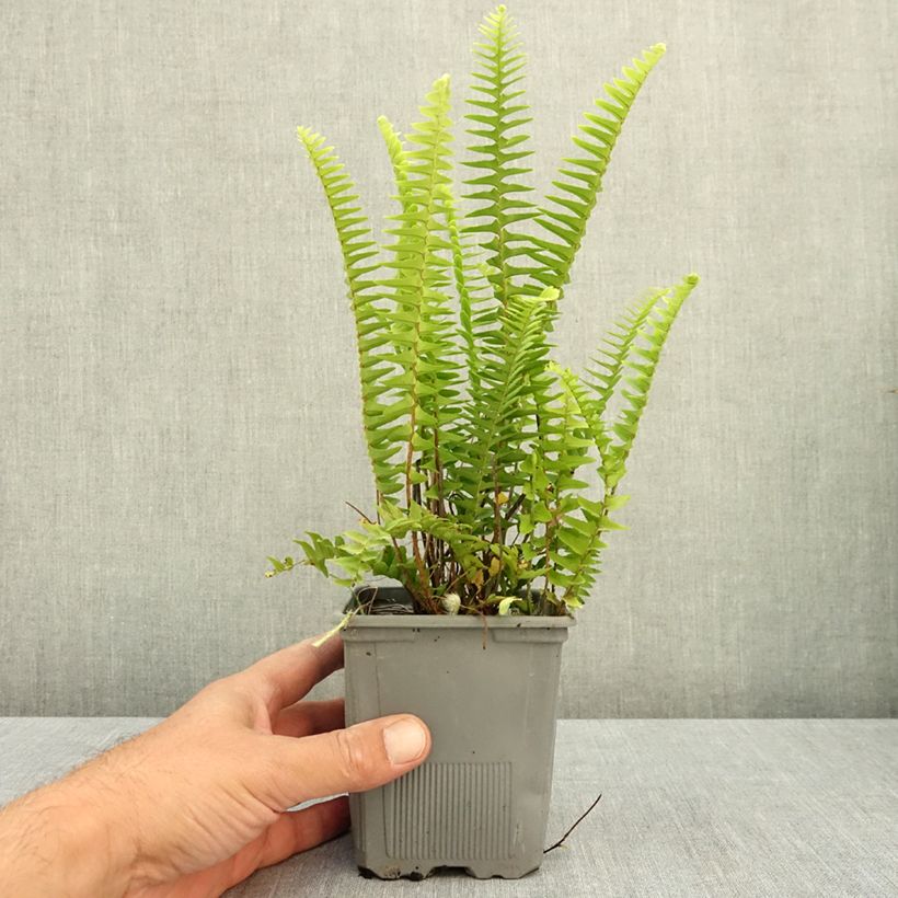 Exemplar von Nephrolepis cordifolia Artic Jungle - Schlanker Schwertfarn Kleine Töpfe von 8/9 cm wie im Sommer geliefert
