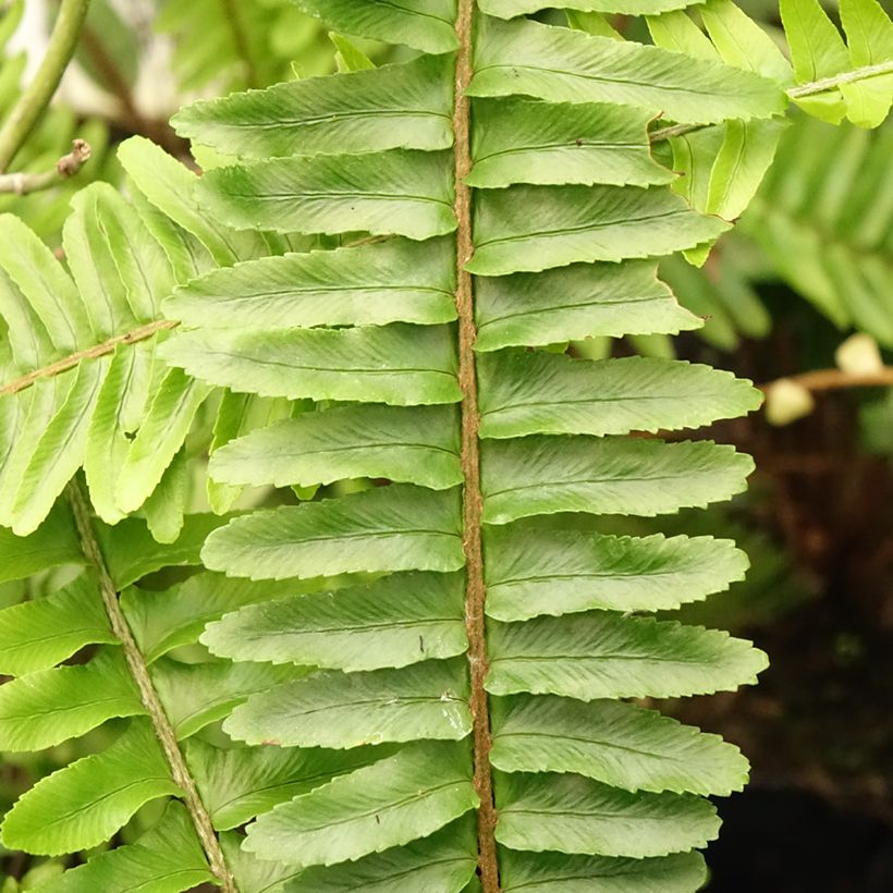 Nephrolepis cordifolia Artic Jungle - Schlanker Schwertfarn (Foliage)