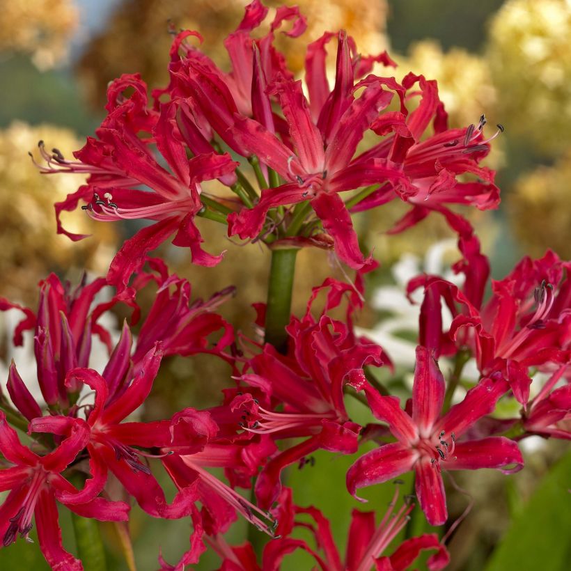 Nerine elegance Pearls of Cherry - Guernsey-Lilie (Flowering)