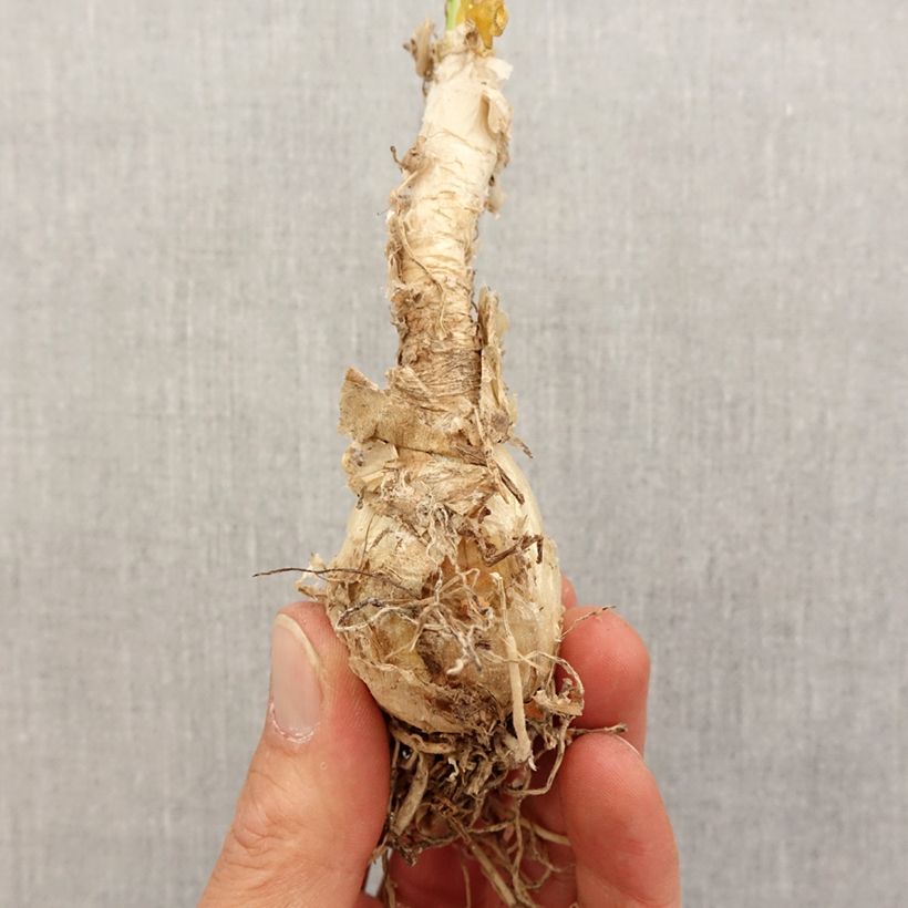 Example of Nerine flexuosa White - Guernsey-Lilie Zwiebel size 13+ as you get in printemps