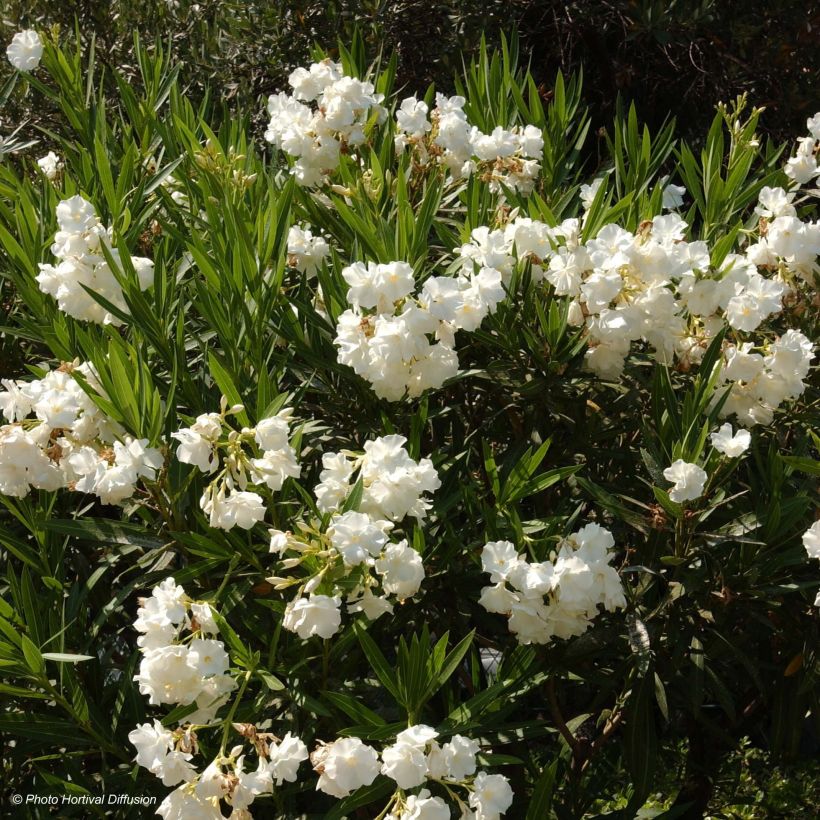 Oleander Weiss - Nerium (Flowering)