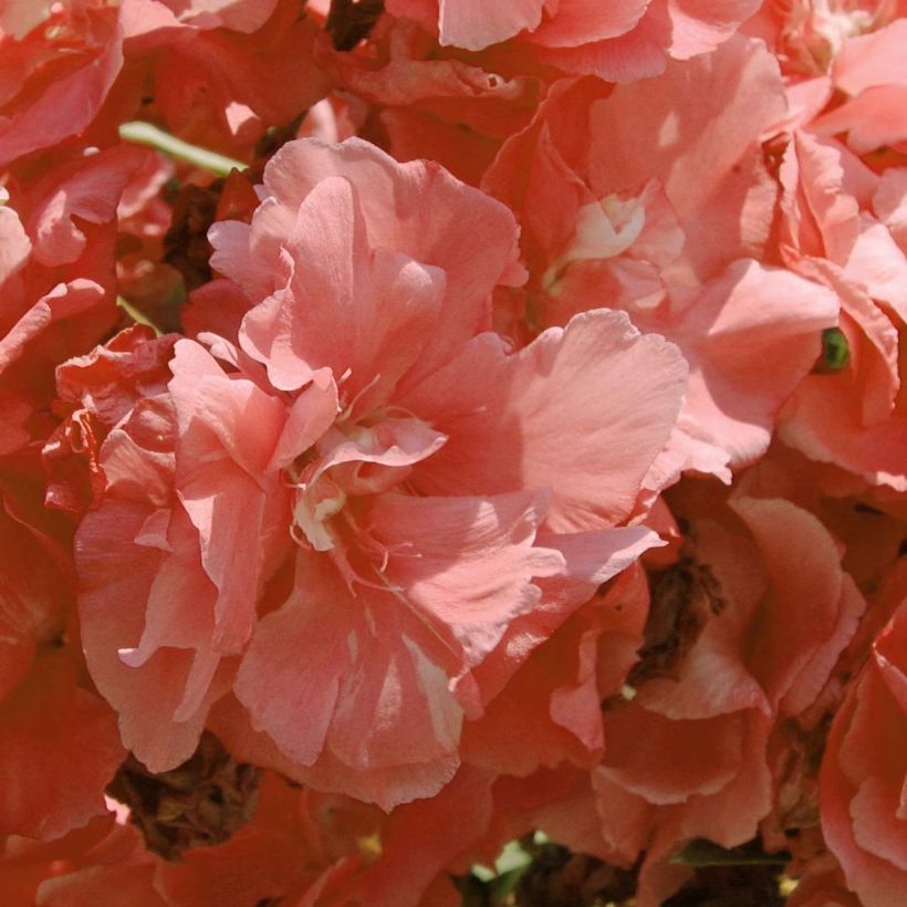 Oleander Pink Salmon Double - Nerium (Flowering)