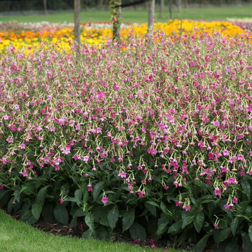 Flügel-Tabak Vedado Rose Pink - Nicotiana (Plant habit)
