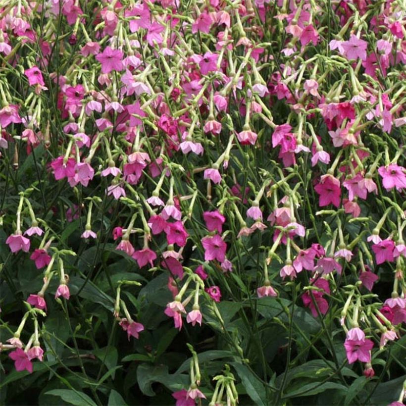 Flügel-Tabak Vedado Rose Pink - Nicotiana (Flowering)
