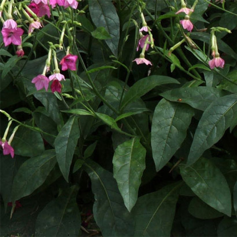Flügel-Tabak Vedado Rose Pink - Nicotiana (Foliage)