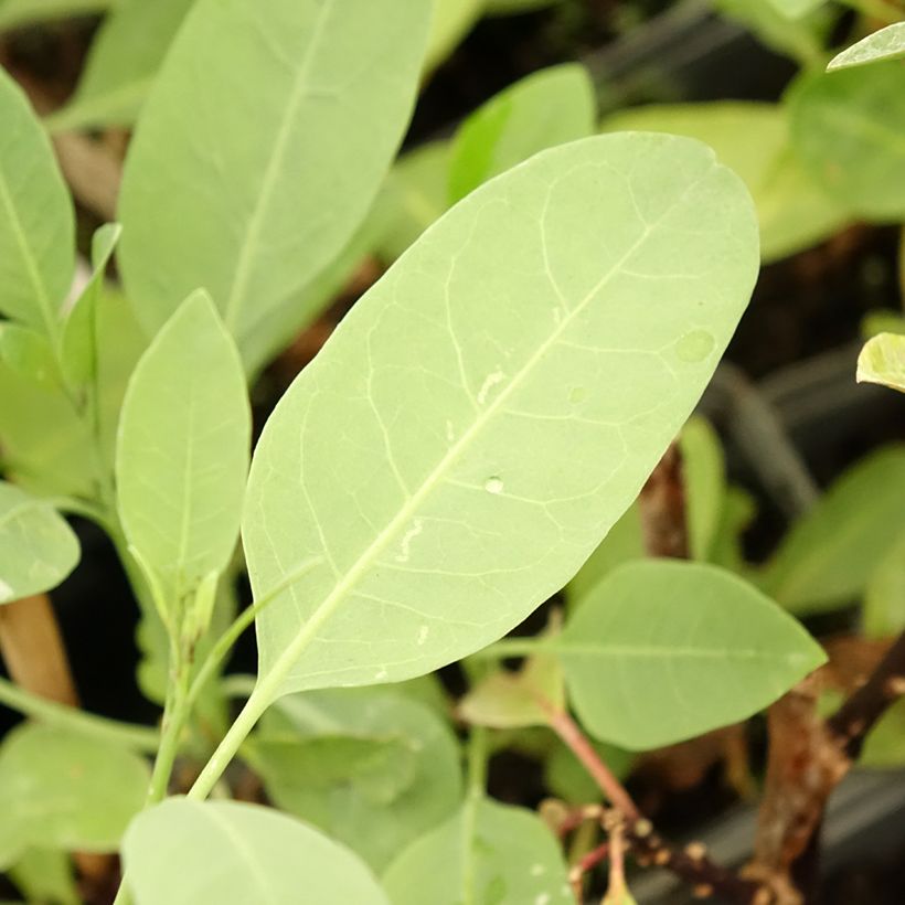 Blaugrüner Tabak - Nicotiana glauca (Foliage)