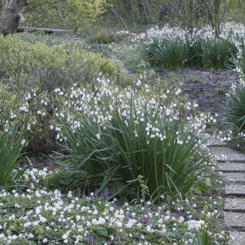 Leucojum aestivum - Sommer-Knotenblume (Plant habit)