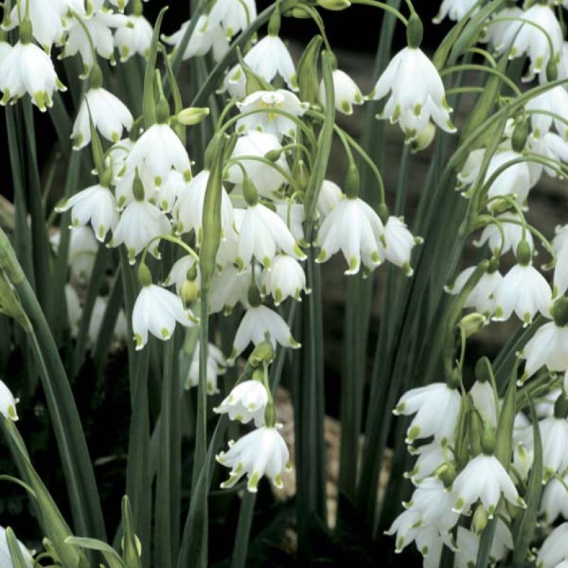 Leucojum aestivum Gravetye Giant - Sommer-Knotenblume (Flowering)