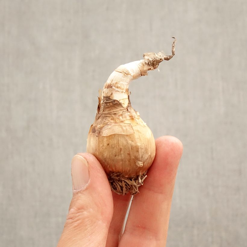 Exemplar von Leucojum aestivum Gravetye Giant - Sommer-Knotenblume Zwiebel Kaliber/Größe 10/12 wie im Frühjahr geliefert