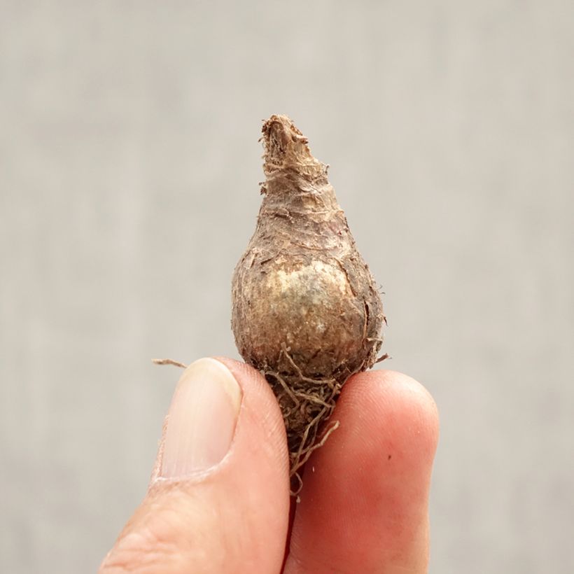 Exemplar von Leucojum vernum - Märzbecher Zwiebel Kaliber/Größe 7+ wie im Frühjahr geliefert