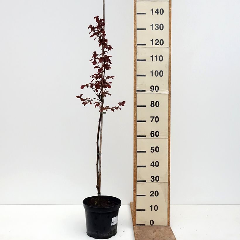 Exemplar von Haselnuss Anny's Red Dwarf - Corylus avellana Topf mit 7,5L/10L, Stamm wie im Frühjahr geliefert