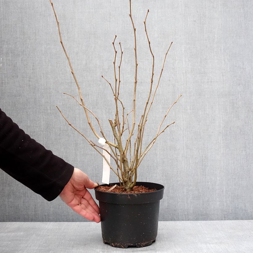 Exemplar von Haselnuss - Corylus avellana Topf mit 2L/3L wie im Winter geliefert