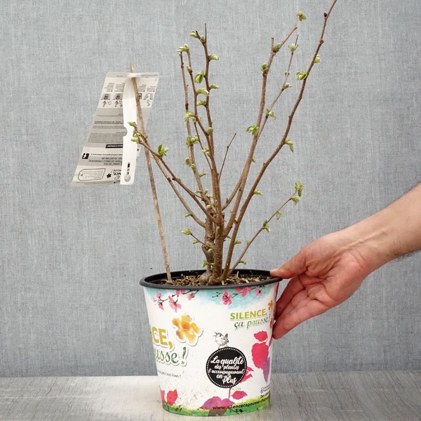 Exemplar von Haselnuss Longue d'Espagne - Corylus avellana Topf mit 3L/4L, Strauch wie im Frühjahr geliefert