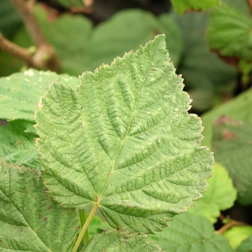 Haselnuss Longue d'Espagne - Corylus avellana (Foliage)