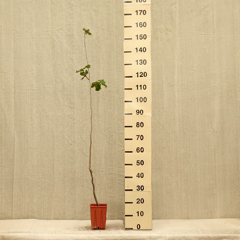 Example of Haselnuss Tonda Gentile Romana - Corylus avellana Topf mit 1,5L/2L as you get in automne