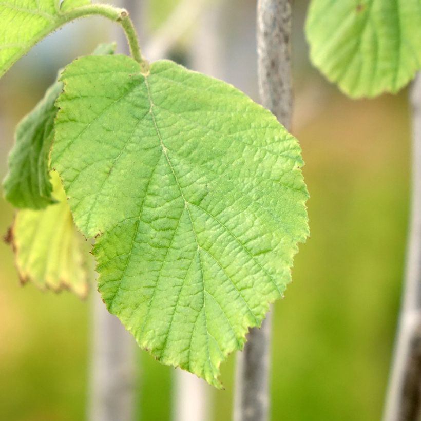 Haselnuss Tonda Gentile Trilobata - Corylus avellana (Foliage)