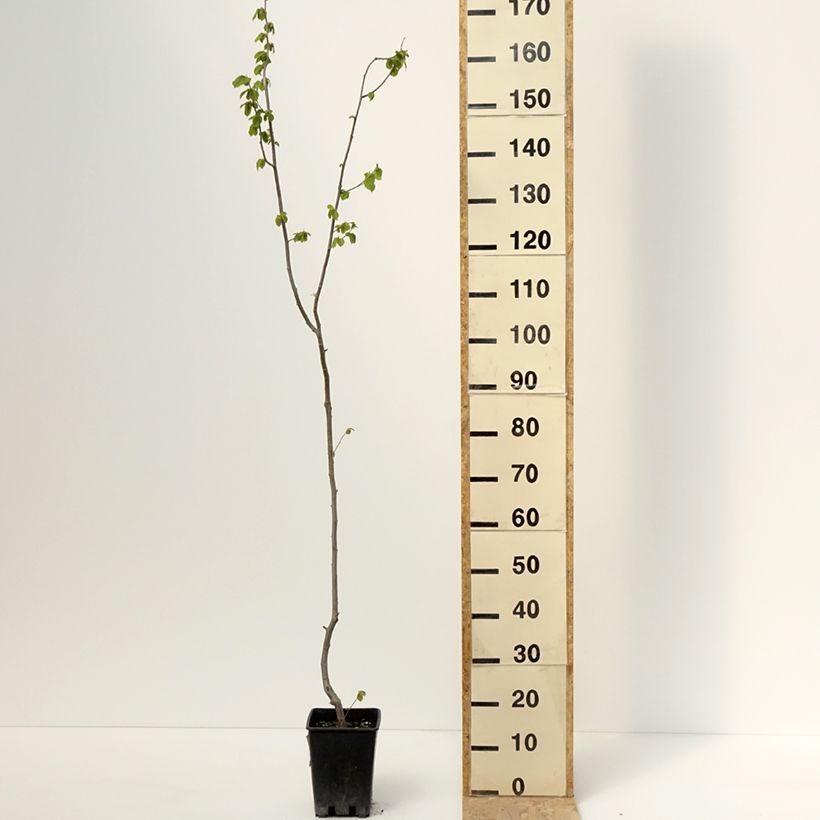 Exemplar von Haselnuss Tonda Gentile Trilobata - Corylus avellana Topf mit 1,5L/2L wie im Frühjahr geliefert