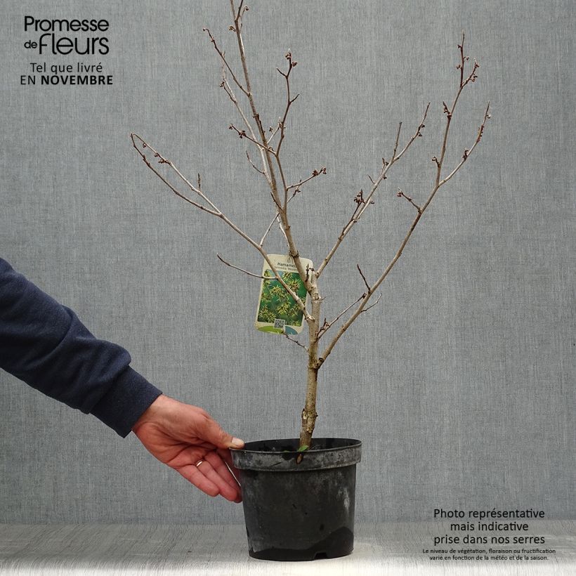 Example of Zaubernuss Westerstede - Hamamelis intermedia Topf mit 3L/4L as you get in automne