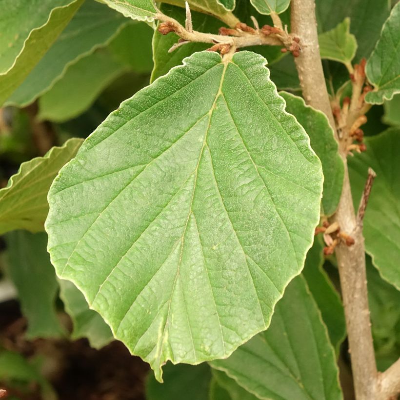 Zaubernuss Westerstede - Hamamelis intermedia (Foliage)