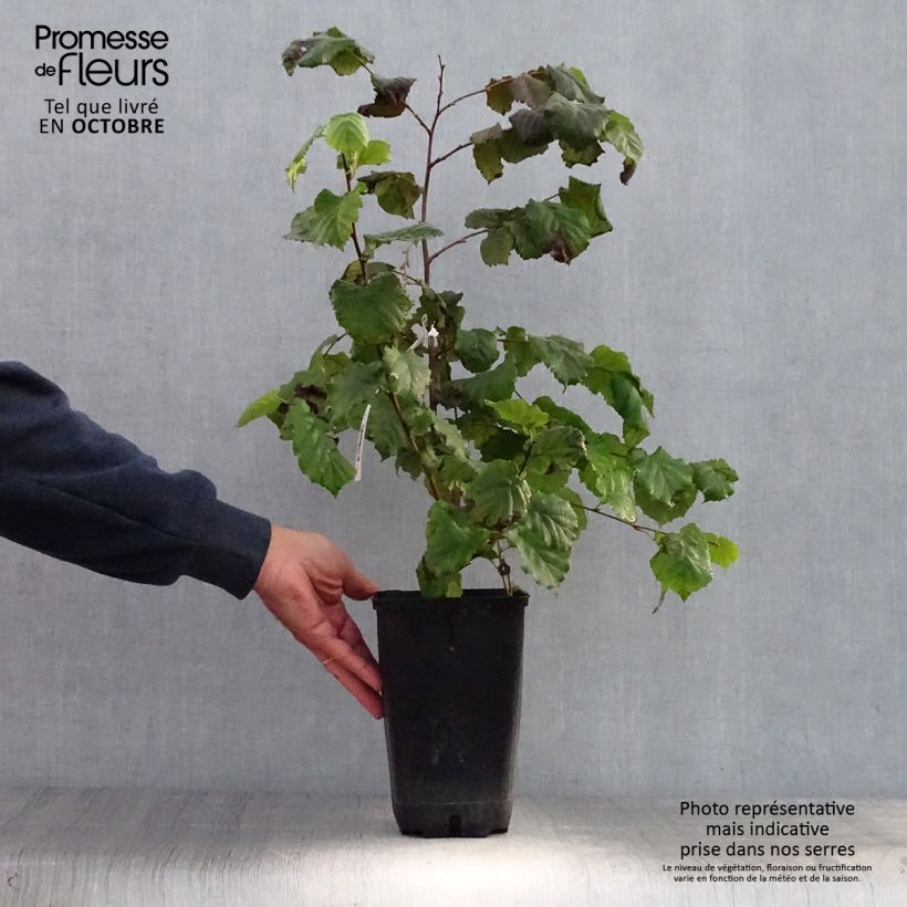 Example of Lambertsnuss Géant de Halle - Corylus maxima Topf mit 2L/3L as you get in automne