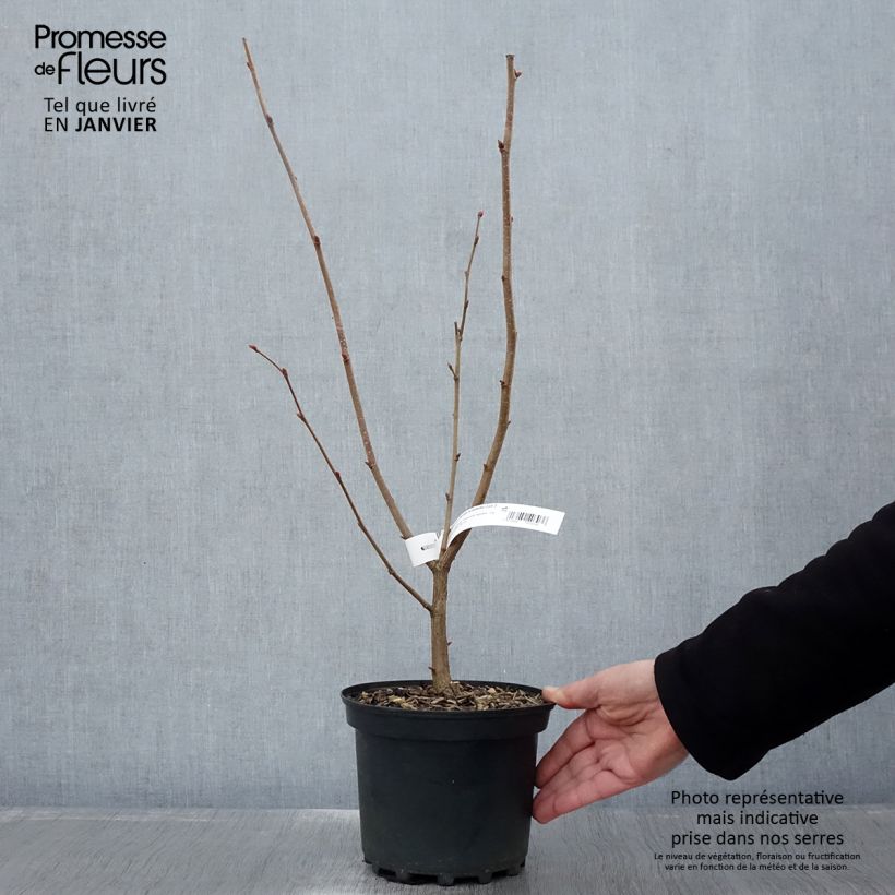 Exemplar von Lambertsnuss Géant de Halle - Corylus maxima Topf mit 2L/3L wie im Winter geliefert