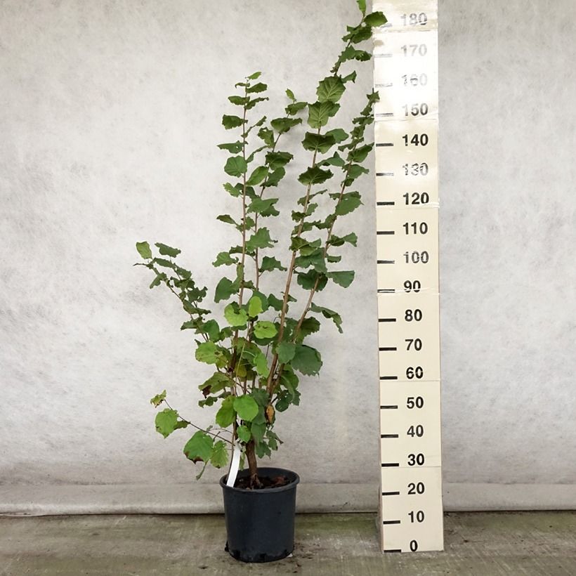 Example of Lambertsnuss Géant de Halle - Corylus maxima Topf mit 7,5L/10L as you get in ete